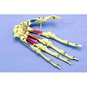 Painted Articulated Hand Model [Pack of 1]