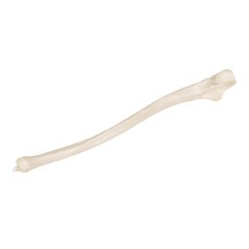Ulna Bone Model 1 [Pack of 1]