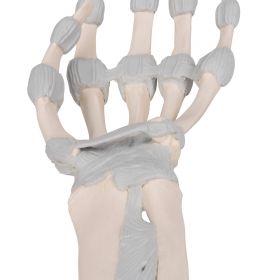 Hand Skeleton Model with Elastic Ligaments [Pack of 1]