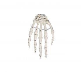 Hand Skeleton Model with Numbers [Pack of 1]