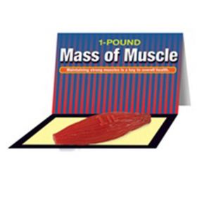 Mass Of Muscle Model (1 lb) [Pack of 1]
