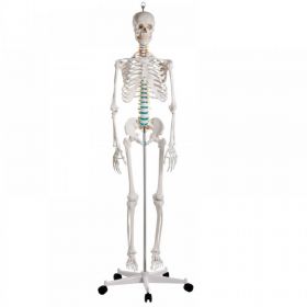 Oscar Life-size Skeleton Model [Pack of 1]