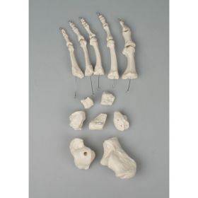 Foot Bones Set [Pack of 1]