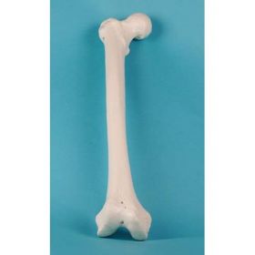 Femur Bone Model [Pack of 1]