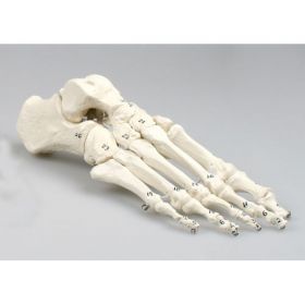 Numbered Foot Skeleton Model [Pack of 1]