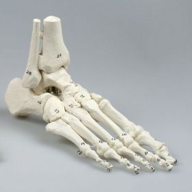 Numbered Foot and Ankle Skeleton Model [Pack of 1]