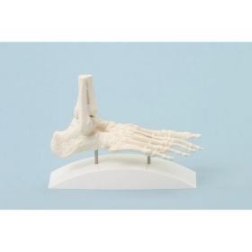Foot Skeleton Model on Base [Pack of 1]