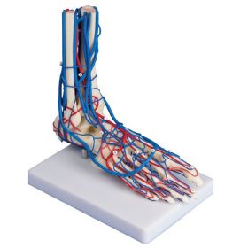 Vascular Foot Model [Pack of 1]