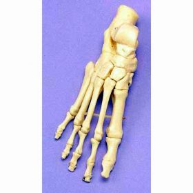 Articulated Foot Model [Pack of 1]