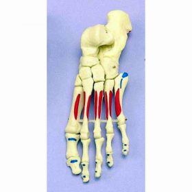 Painted Articulated Foot Model [Pack of 1]