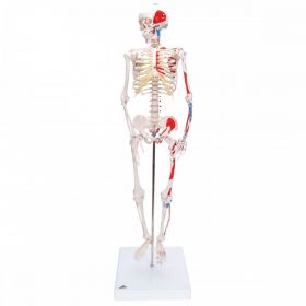 Shorty Mini Skeleton Model with Painted Muscles [Pack of 1]