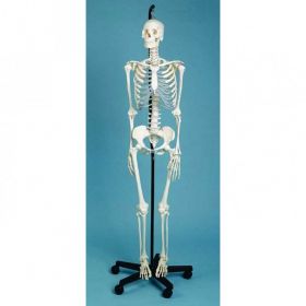 Female Skeleton Model (3 Part Skull) [Pack of 1]