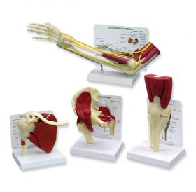 Muscled Joint Model Set (Hip, Knee, Elbow and Shoulder) [Pack of 1]
