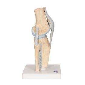 Knee Section Model (3 part) [Pack of 1]