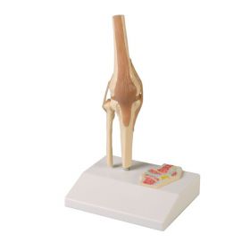Miniature Knee Joint Model with Cross Section [Pack of 1]