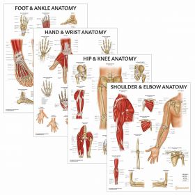 Peripheral Joint Anatomy Collection [Pack of 1]