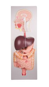 Erler Zimmer Human Digestive Sistem, 5 Parts, Lifesize [Pack of 1]