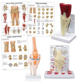 Knee Anatomy & Pathology Collection [Pack of 1]