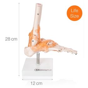 Budget Foot and Ankle Model with Ligaments [Pack of 1]