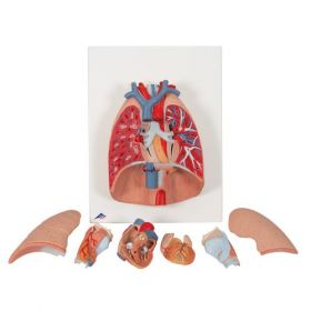 Lung Model, 7-part