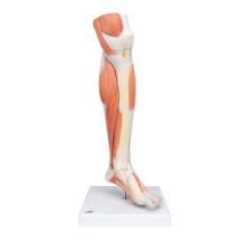 Lower Muscled Leg with Knee (3 part) [Pack of 1]
