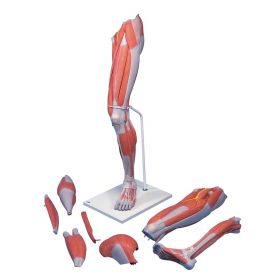 Deluxe Muscle Leg Model (7 part, Life Size) [Pack of 1]