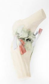 Flexed Knee Joint 3D Printed Anatomy Model [Pack of 1]