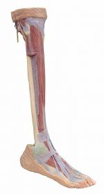 Lower Limb 3D Printed Anatomy Model (Deep Dissection) [Pack of 1]