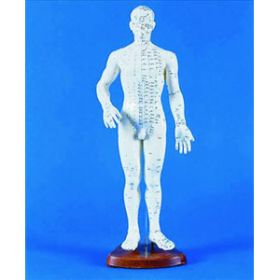 Acupuncture Educational Male Model 