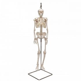 Shorty Mini Skeleton Model on Hanging Stand [Pack of 1]