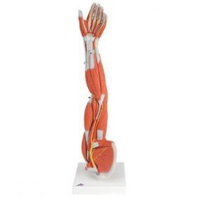 Muscle Arm 3/4 Full Size Educational Aids