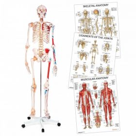 Skeleton Anatomy Collection [Pack of 1]