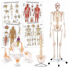 Physiotherapy Teaching Collection [Pack of 1]