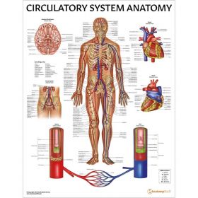 Circulatory System Anatomy Chart / Poster - Laminated [Pack of 1]