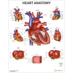 Heart Anatomy Chart / Poster - Laminated [Pack of 1]
