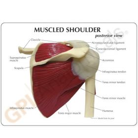 Shoulder Model with Muscles [Pack of 1]