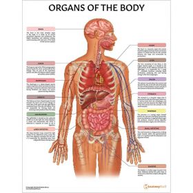 Organs of the Body Chart / Poster - Laminated [Pack of 1]