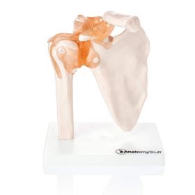 Shoulder Anatomy & Pathology Collection [Pack of 1]