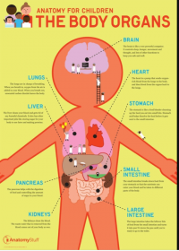 Anatomy for Children: The Body Organs Poster [Pack of 1]
