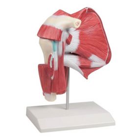 Shoulder Model with Deep Muscles [Pack of 1]