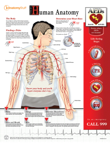 Rescue Human Anatomy Chart / Poster - Laminated [Pack of 1]