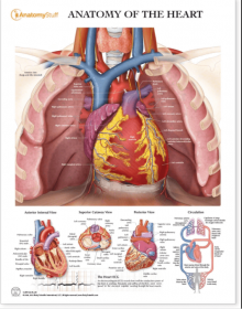 Anatomy of the Heart Chart / Poster - Laminated [Pack of 1]