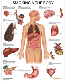 Smoking and The Body Chart / Poster - Laminated [Pack of 1]