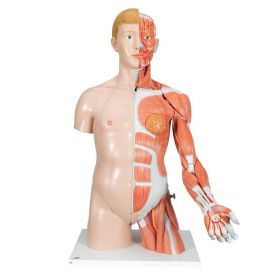 Life-size Dual Sex Torso with Muscle Arm (33 part) [Pack of 1]