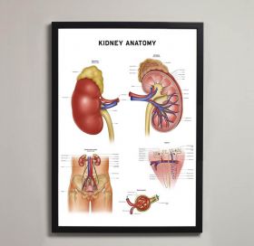 Kidney Anatomy Fine Art Print No Frame A1 [Pack of 1]