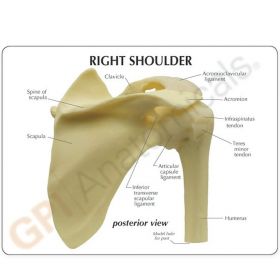 Shoulder Joint Anatomy Model [Pack of 1]