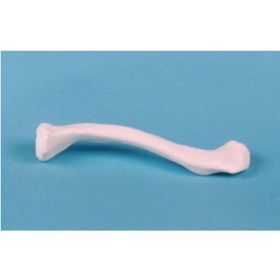 Clavicle Bone Model [Pack of 1]