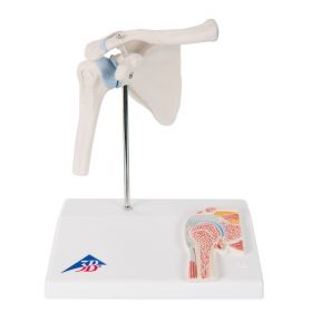 Mini Shoulder Joint Model with Cross-Section [Pack of 1]