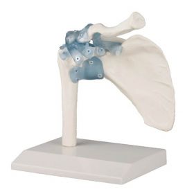 Shoulder Model with Ligaments [Pack of 1]