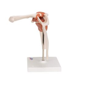 Flexible Anatomical Shoulder Model [Pack of 1]